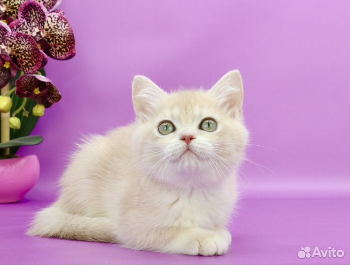 Британская золотая лиловая шиншилла су12 кот P1