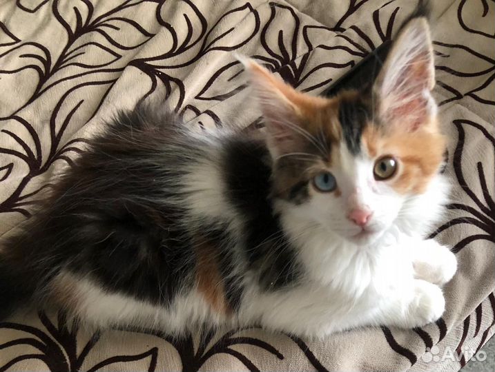 Разноглазые котята Мейн Кун