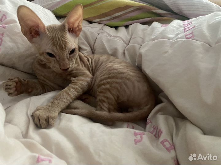 Донской сфинкс