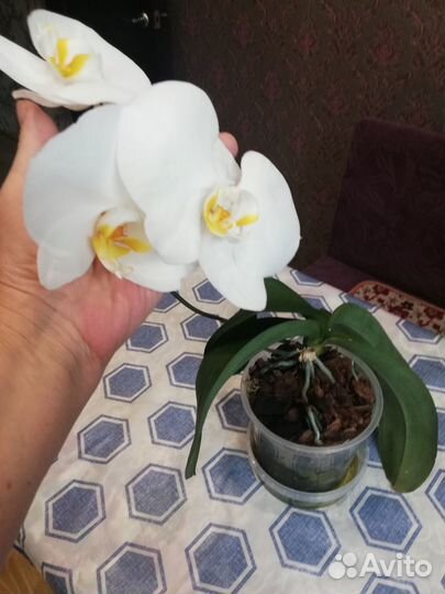 Орхидеи, ук. Чер. Бугенвиллия