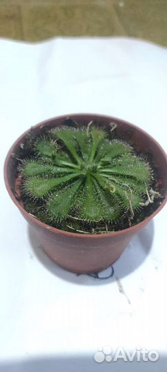 Хищные растения