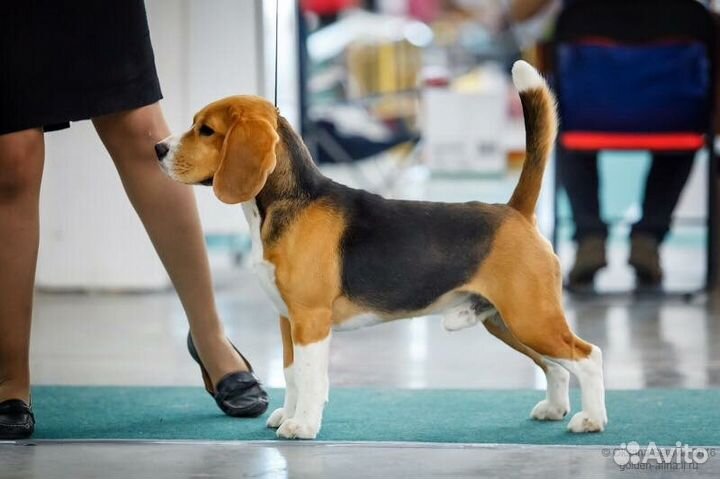 Бигль. Вязка