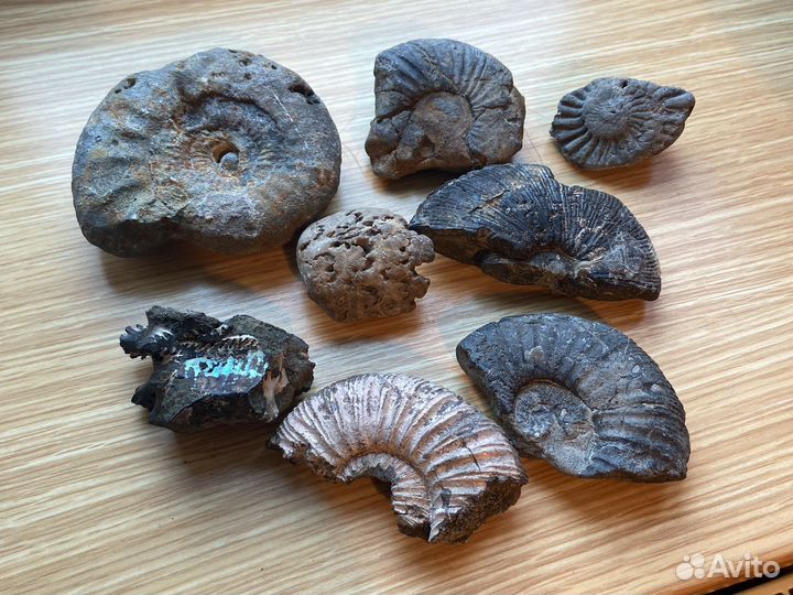 Фрагменты аммонитов