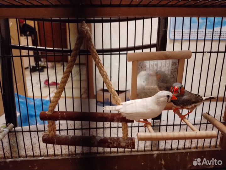 Зебровые амадины