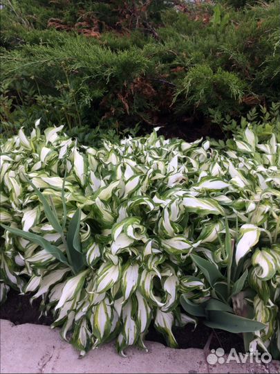 Садовые цветы