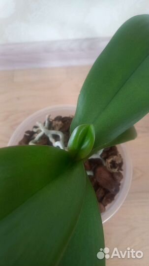 Фаленопсис Монако