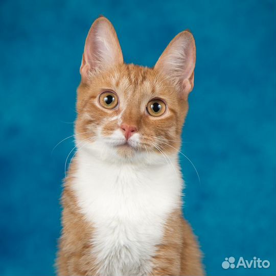 Рыжий красавец котик Риччи