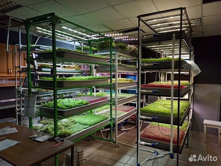 Бизнес на зелени микрозелени, вертикальные фермы