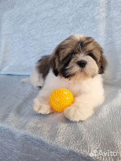 Щенки Лхаса апсо