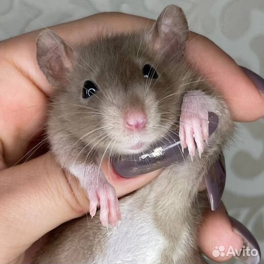 Питомник. Дамбо крысы, крысята, крыса