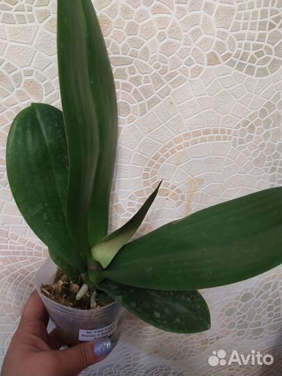 Орхидея фаленопсис