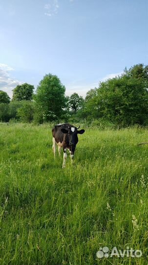 Корова дойная