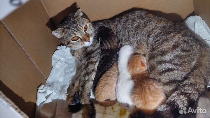 Вислоухие котята в добрые руки