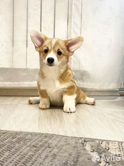 Вельш-корги пемброк