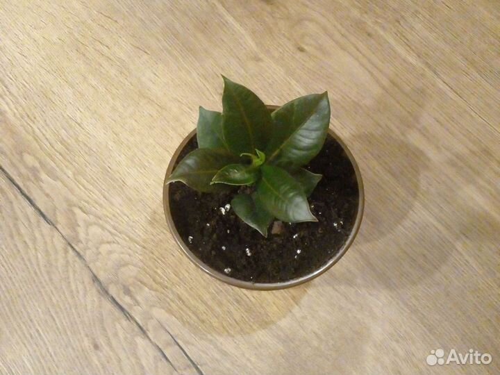 Фикус каучуконосный