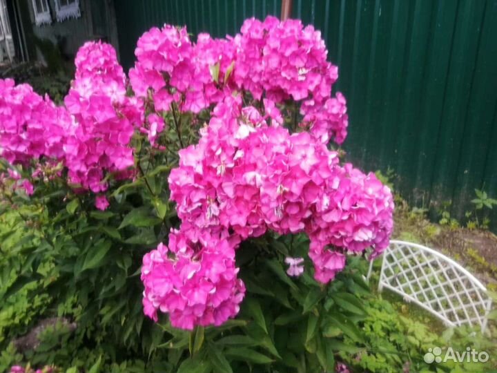 Флоксы сортовые