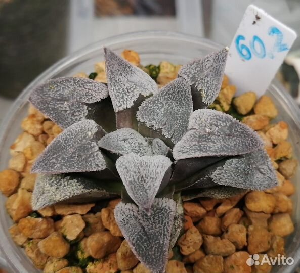 Редкие суккуленты / хавортия V2