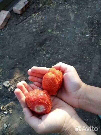 Клубника Королева Елизавета-2