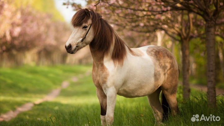 Лошадки 10 шт для Маргариты