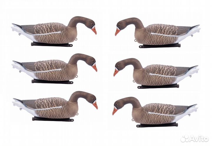 Чучела белолобых гусей кормящиеся плавающие 6шт