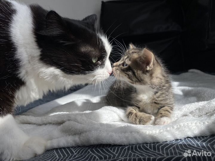 Котенок мальчик до 2х мес