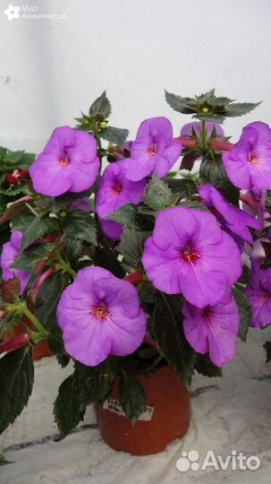 Ризомы ахименесов