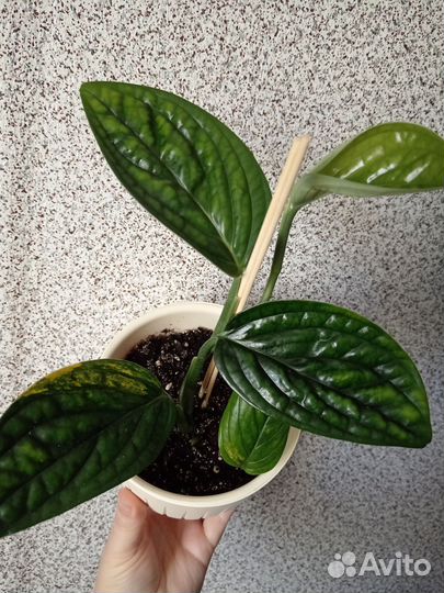 Монстера карстенианум вар, циперус,бентель