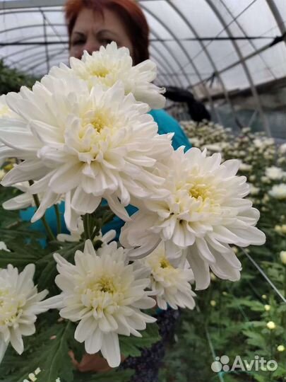 Хризантема местная своя