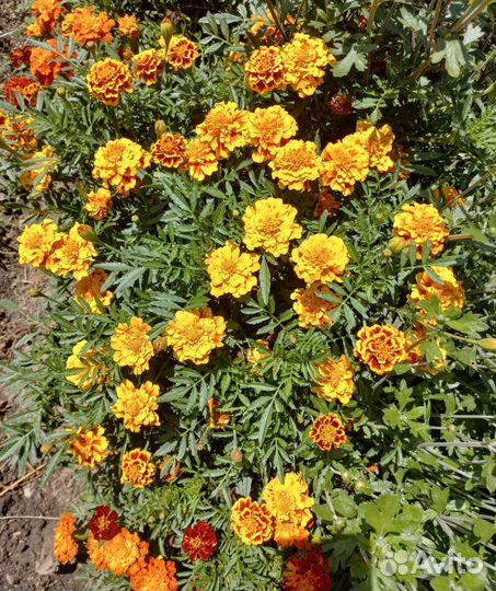 Семена бархатцев