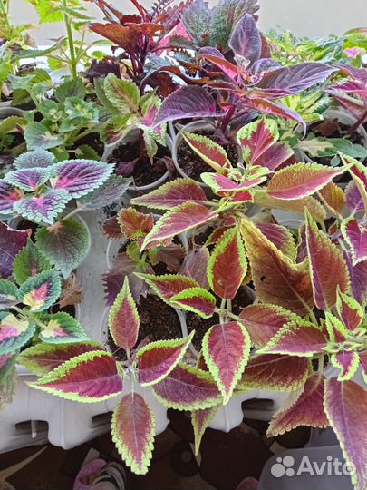 Колеусы вегетативные