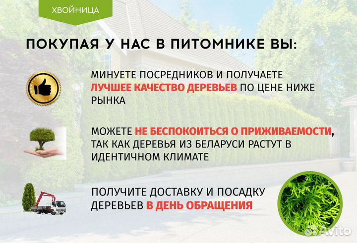 Туя Колумна