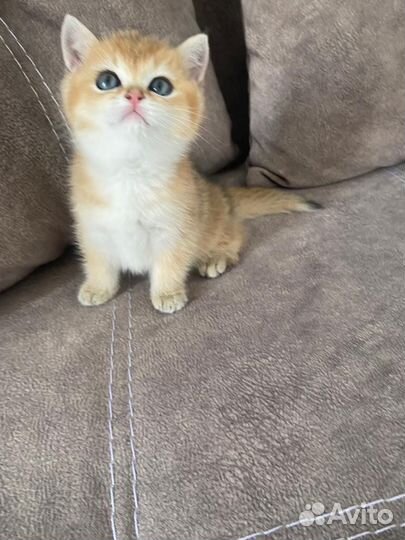 Британский котенок