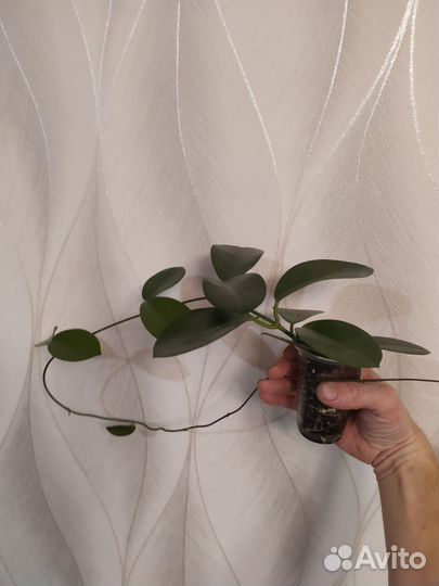 Комнатные растения