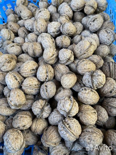 Орех грецкий