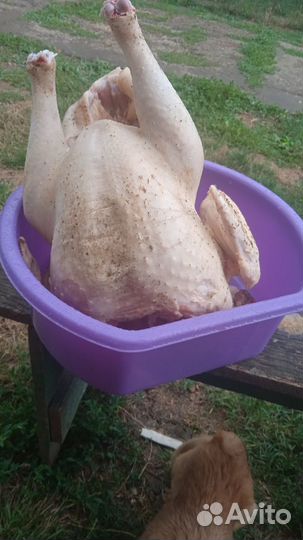 Мясо индюшки