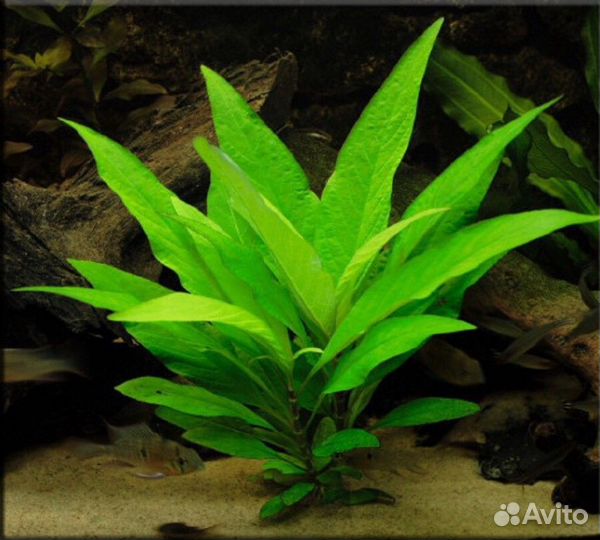 Аквариумные растения