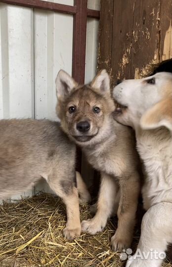 Волчата 85-95