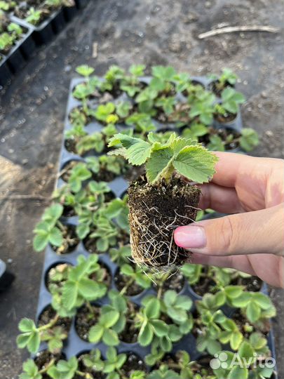 Клубника ремонтантная Альбион