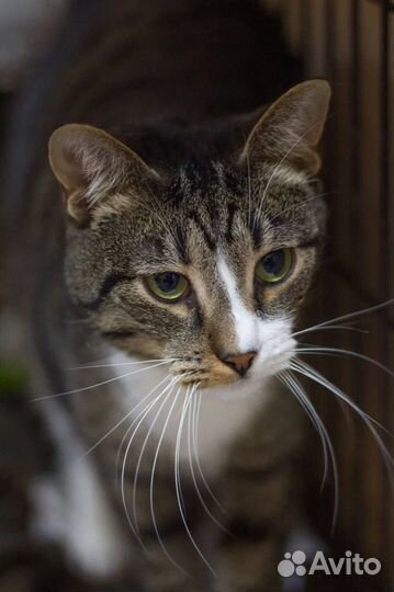 Котик Клен ищет дом