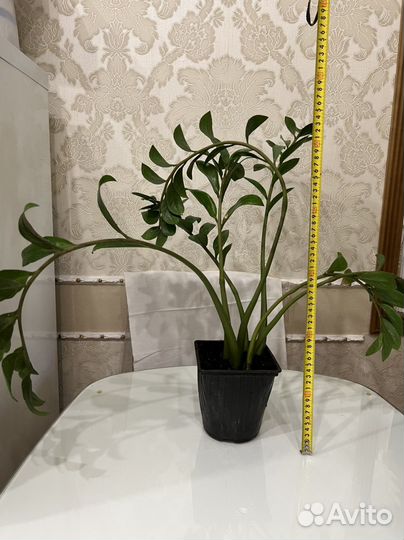 Замиокулькас