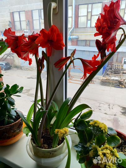 Гиппеаструм