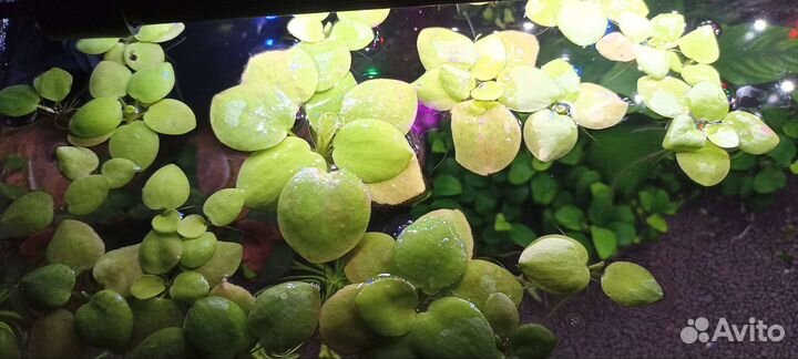 Аквариумные растения