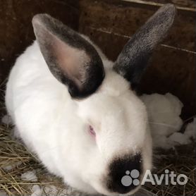 Кролики: виды, описание, содержание и уход за домашним кроликом | Заповедник