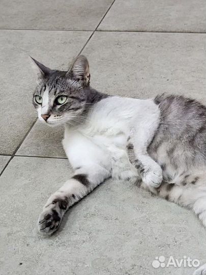 Кошка в добрые руки бесплатно серая