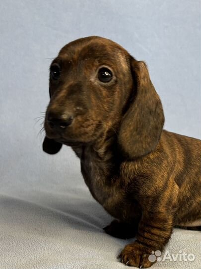 Щенок миник/кролик редкого тигрового окраса