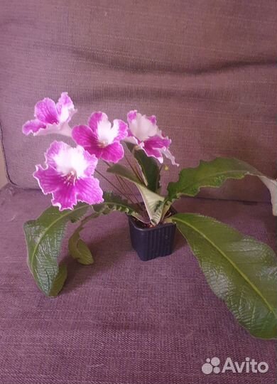 Продам излишки комнатных растений