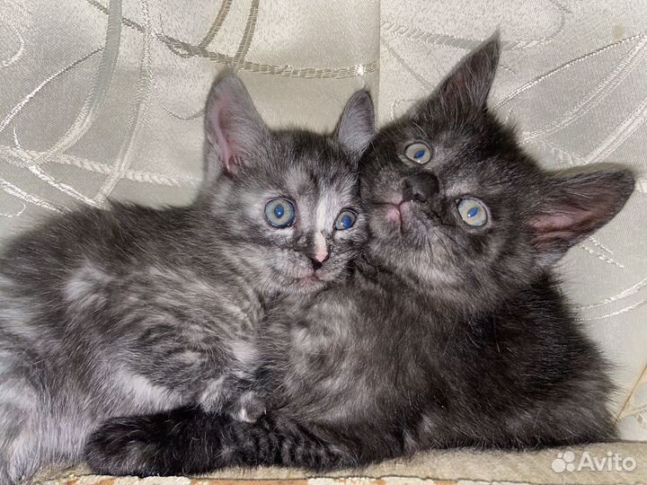 Отдам кошку в добрые руки