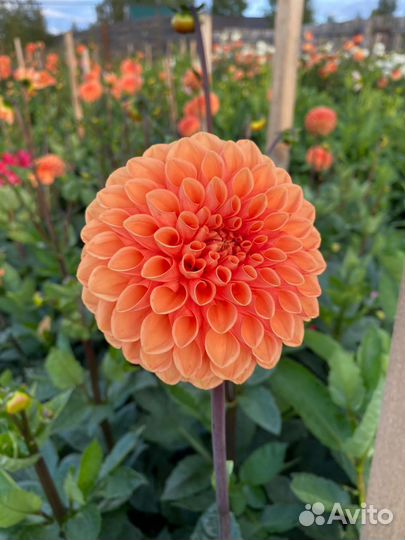 Цветы букеты с доставкой