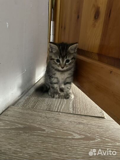 Котята