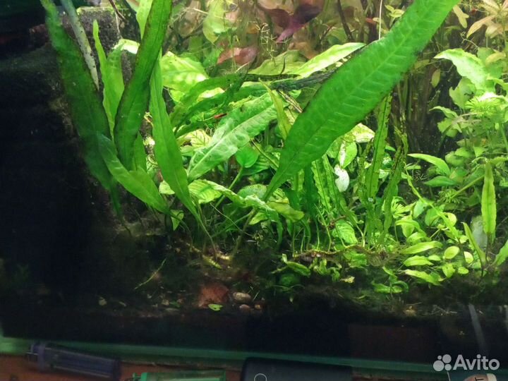 Аквариумные растения прополка
